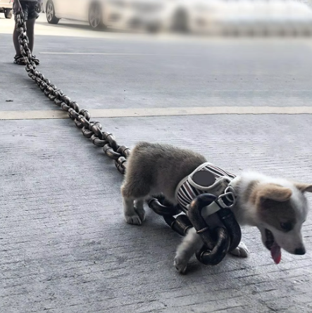 Unchained Dog Leash™