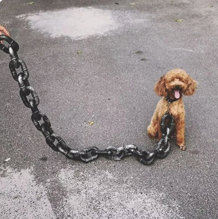 Unchained Dog Leash™